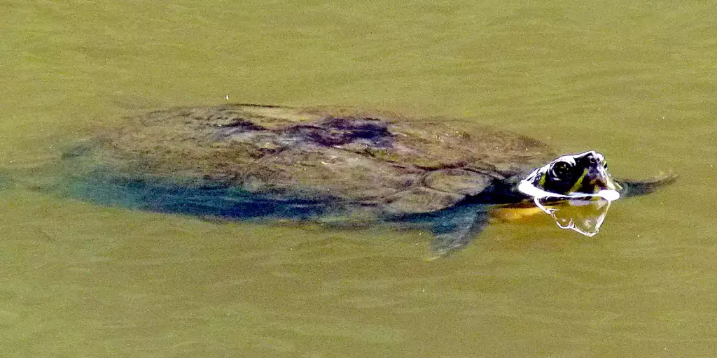 Schildkröte im Hammerteich (Foto: Marek Schirmer)